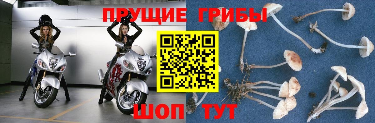 Псилоцибиновые грибы Psilocybine cubensis Ревда